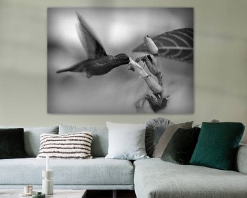 Hummingbird in front of flower in black white by Catalina Morales Gonzalez
