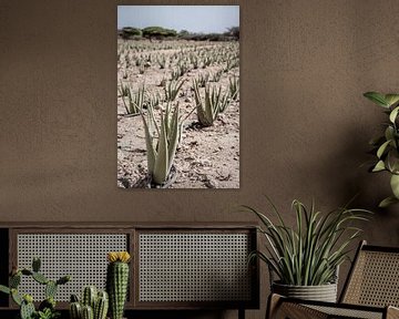 Aloë vera planten op Aruba van Bianca Kramer