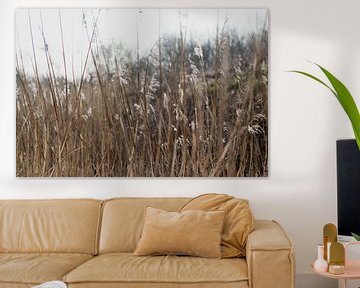 Dune grasses in the Westduin Park in Scheveningen by Anne Zwagers