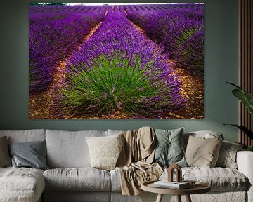 Lavendel in de Provence, in volle bloei van Erwin Floor