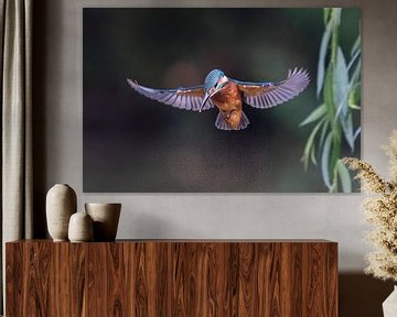 Praying Kingfisher in schönem Licht von Robbie Nijman