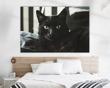 Black cat