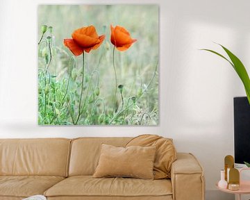 Duo de coquelicots sur Ellen Driesse