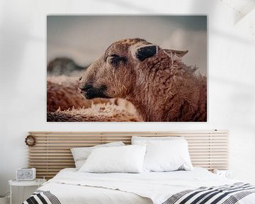 Portret van een krachtig schaap van opzij