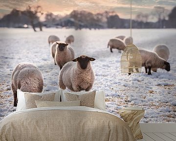 Schafe im Landhausstil in Drenthe von Coby Bergsma