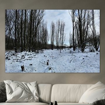 The forest in the snow