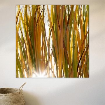 Sonnenlicht durch Gras