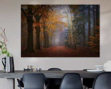 Mastbos . Mistige herfst foto . Autumn Forest