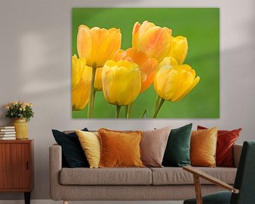 Gele tulpenbloemen