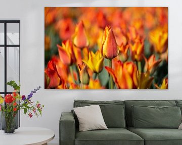 Orange Tulpen von Ton van Waard - Pro-Moois