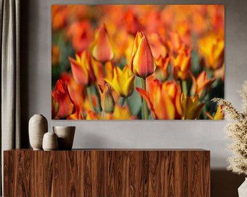 Oranje tulpen van Ton van Waard - Pro-Moois