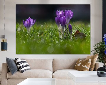 Purple crocus flowers bring early spring by Kim Willems
