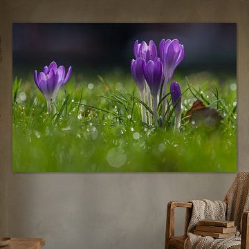 Lila Krokusblüten bringen den Vorfrühling von Kim Willems