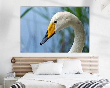 Portrait de cygne sauvage sur JWB Fotografie