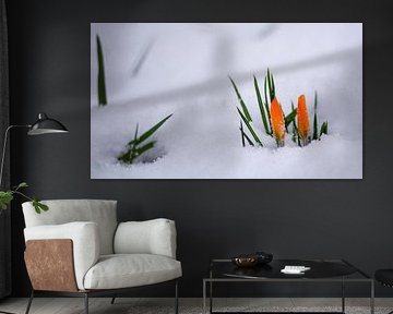Crocus in snow