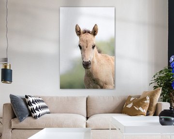 Konik-Pferd | Munnikenland Niederlande | Large Grazer, Tierfotografie von Wandeldingen