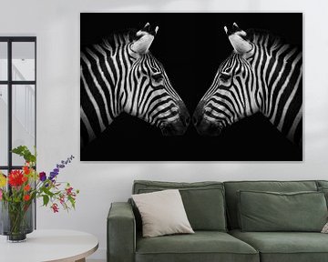 Zebra twins in black and white