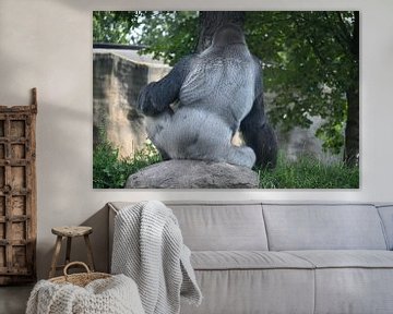 Bokito zilverrug gorilla uit Diergaarde Blijdorp van StudioMaria.nl