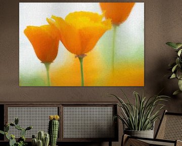 Schijnpapaver (oranje)