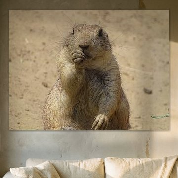 le mignon petit chien de prairie