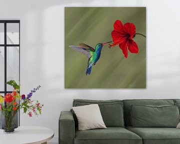 Hummingbird near red hibiscus flower by Marion Moerland