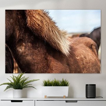 Ijslands paard van W Machiels