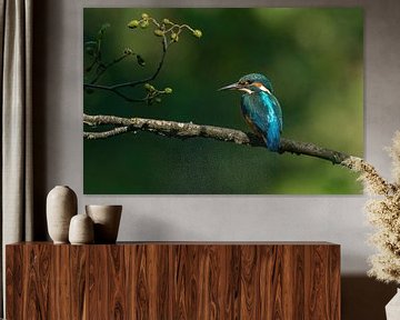 Kingfisher by Robbie Nijman