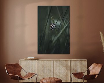 Pretty snail in atmospheric light by Martina Weidner