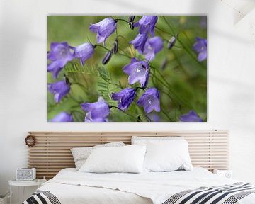 Bellflowers by Martina Weidner