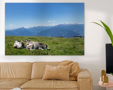 Rustende koeien in Zuid-Tirol van Martina Weidner