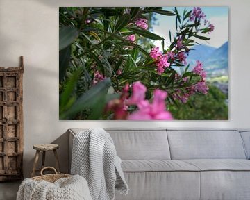 Oleander in Meran von Martina Weidner