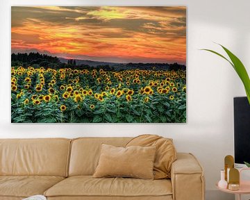 Zonnebloemen met zonsondergang van Marcel de Groot