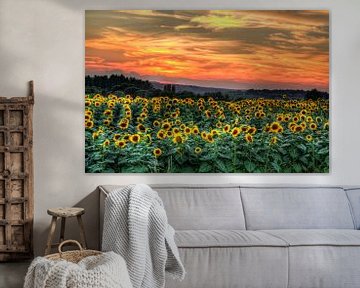Sunflowers at sunset by Marcel de Groot
