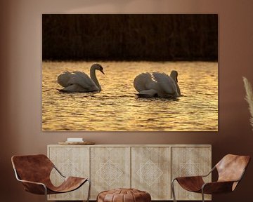 Swans by Koos de Vries