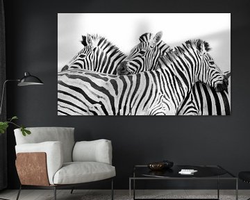 Zebra's van Katrin Engl