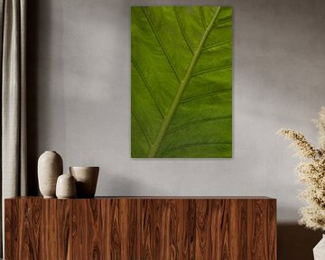 Green leaf by Katrin Engl