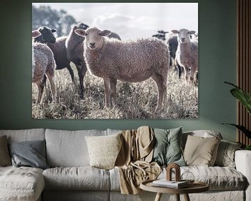 Een kudde veelkleurige bonte kleine schapen, nieuwsgierig schaap kijkt in camera van John Quendag