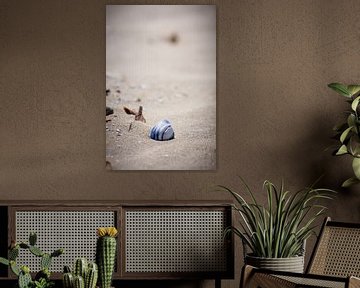 Muschel am Strand von Ameland von Peter Boon