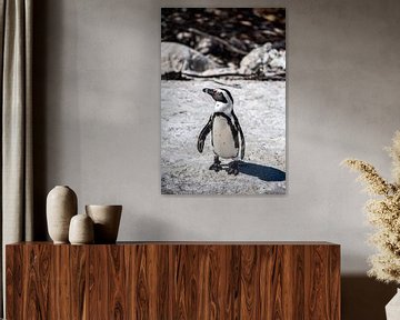 Mr Penguin by Frank Bogdanski
