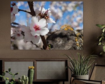 Mandelblüte 5, weiße Blütenblätter und Holz von Adriana Mueller