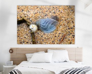 Meerestier am Strand von Babetts Bildergalerie