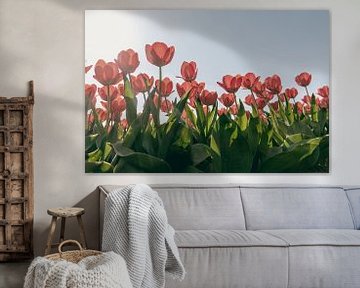 Red Tulips in Bloom (2/2) by Sophia Eerden