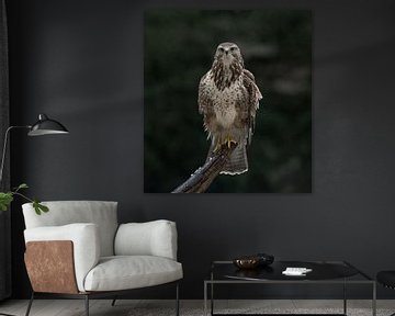 Poserende blonde buizerd! van Robert Kok