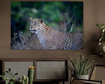 Leopard mit blauen Augen. von Louis en Astrid Drent Fotografie