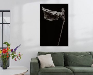 Fleur de flamant séchée - Anthurium sur Steffen Sebastian Schäfer