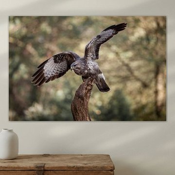 Buzzard with landing