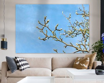 Magnolienzweige in Knospe | Frühling