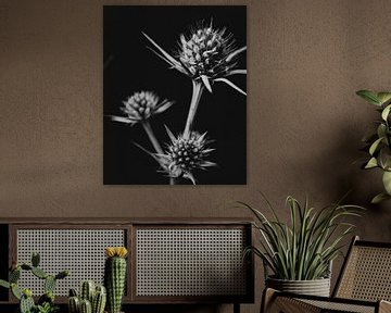 Schwarzweiß Bild Blumen