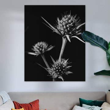 Black and white picture thistle flowers