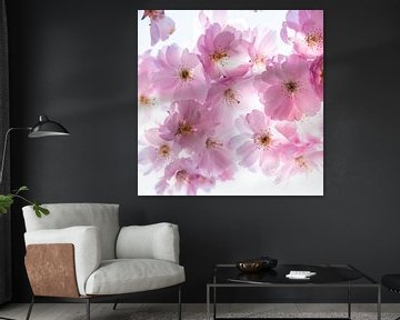 Macro roze kersenbloesems met bokeh en vignet van Dieter Walther